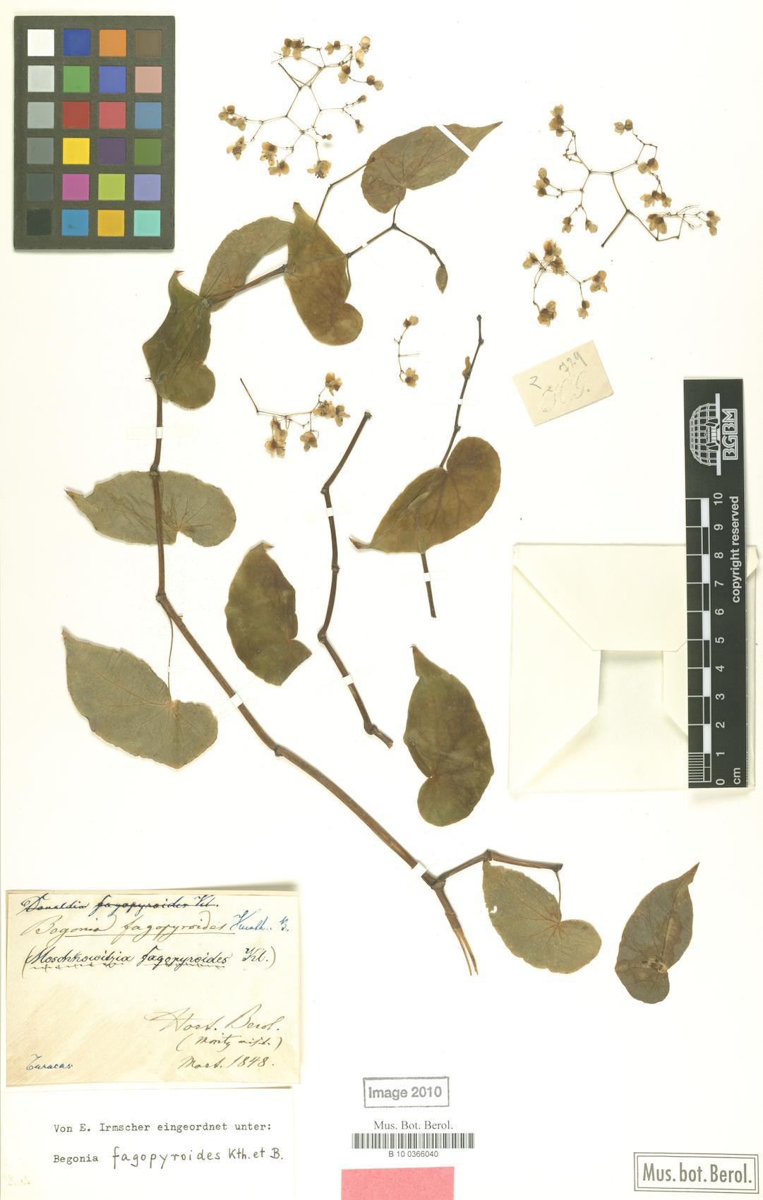 Begonia fagopyroides (Anchan karay) — photo