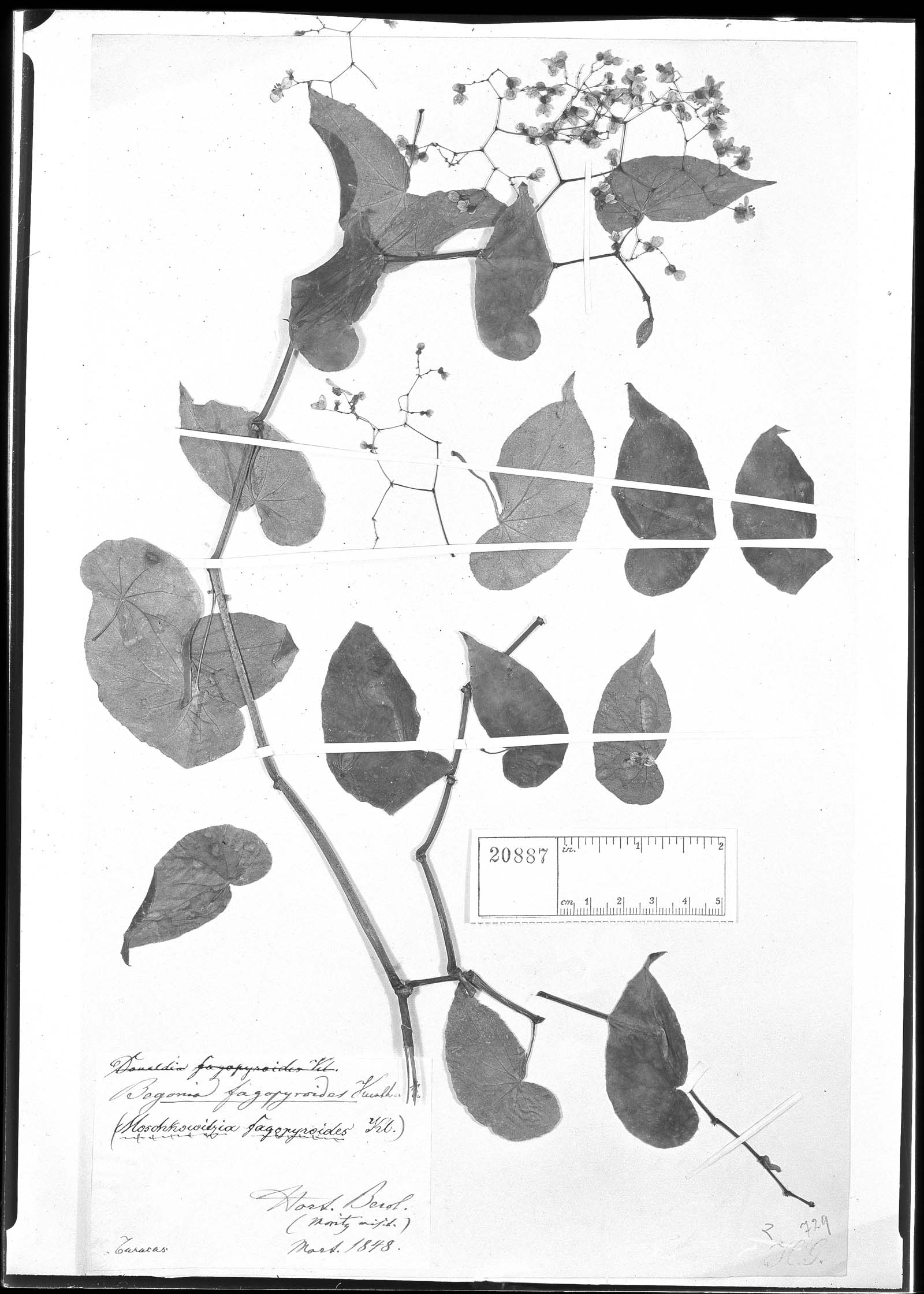 Begonia fagopyroides (Anchan karay) — photo