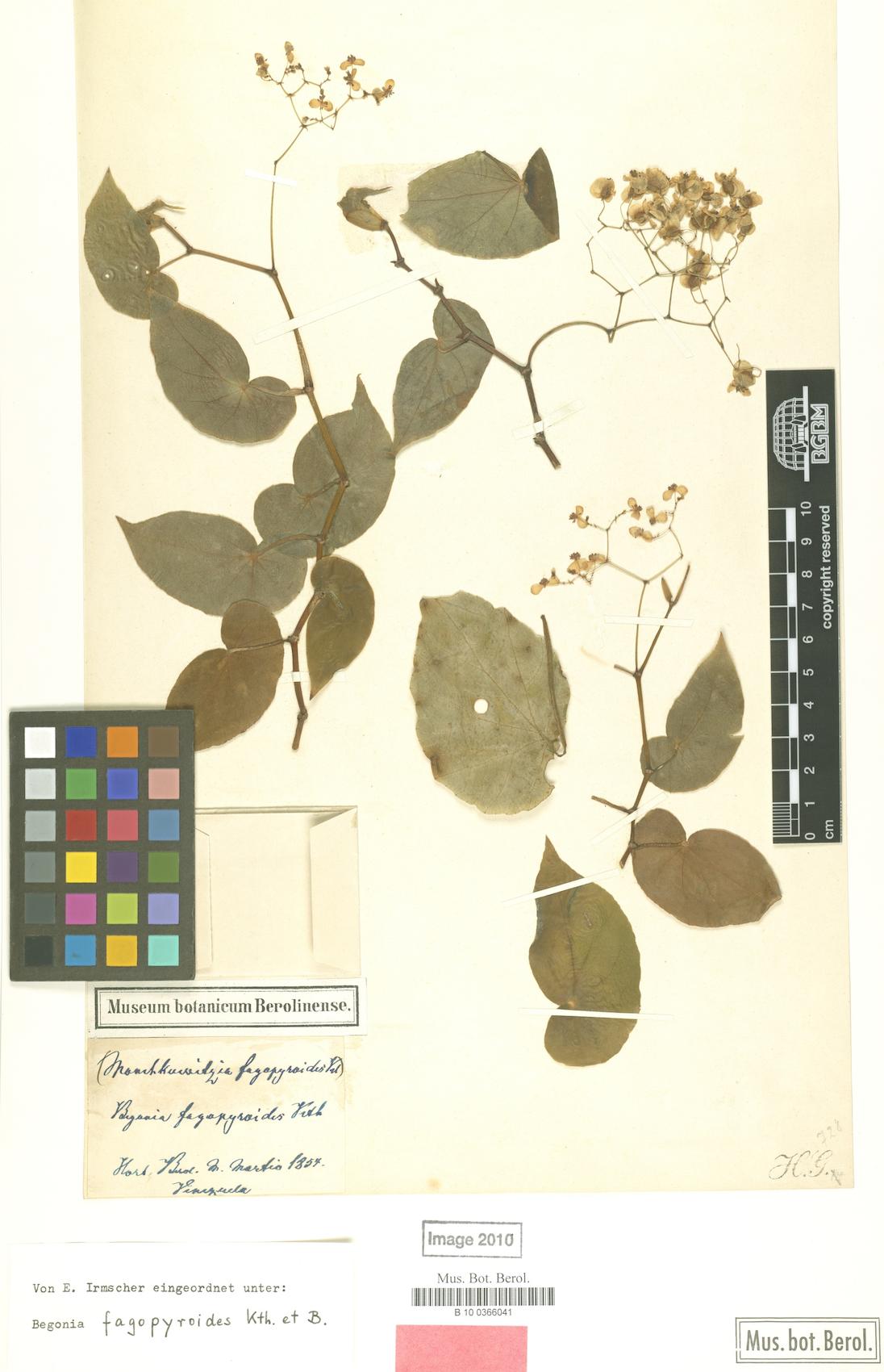 Begoniaceae