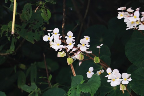 Begonia fenicis — photo