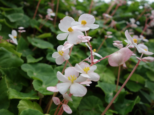 Begonia fenicis