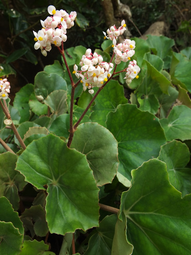 Begonia floccifera — photo
