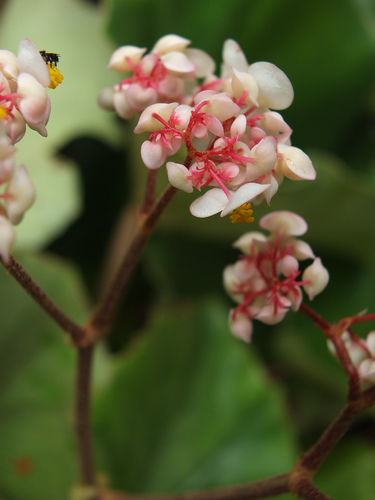 Begonia floccifera — photo