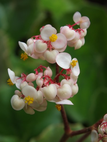 Begonia floccifera
