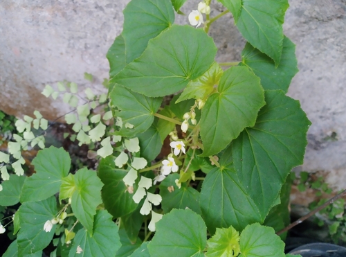 Begonia franconis — photo