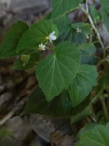 Begonia franconis — photo