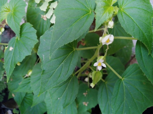 Begonia franconis