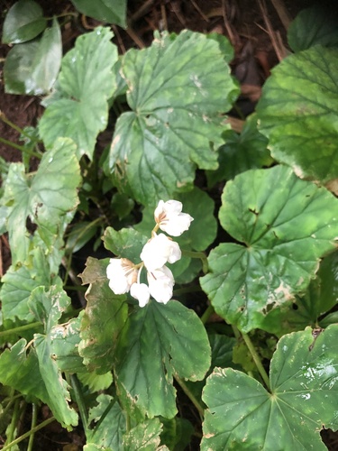 Begonia fusca — photo