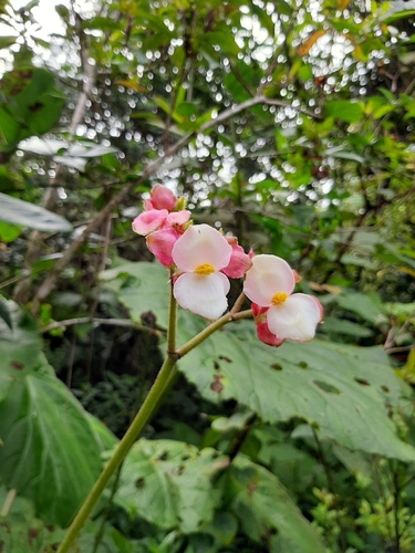 Begonia fusca