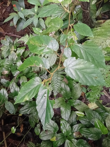 Begonia fusialata — photo