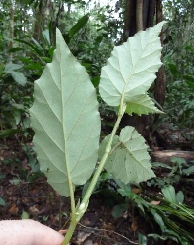 Begonia fusialata — photo
