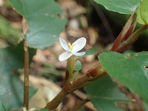 Begonia fusialata