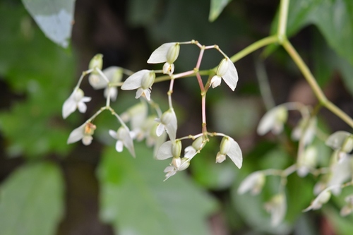 Begonia glabra (Trailing begonia) — photo