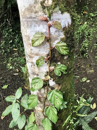 Begonia glabra (Trailing begonia) — photo