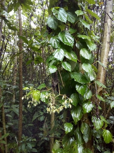 Begonia glabra