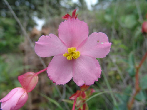 Begonia gracilis (Hollyhock begonia) — photo
