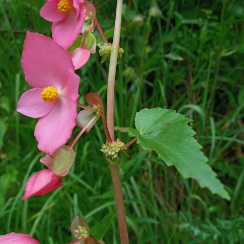 Begonia gracilis (Hollyhock begonia) — photo