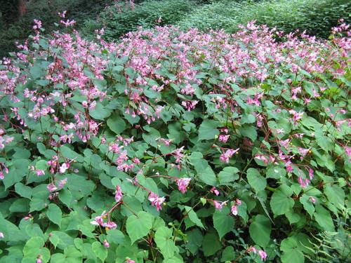 Begonia grandis (Hardy begonia) — photo