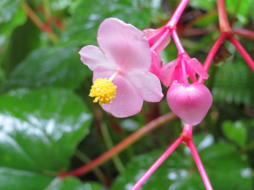 Begonia grandis (Hardy begonia) — photo