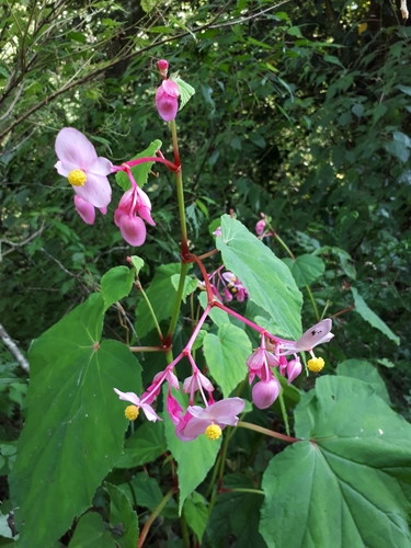 Begonia grandis
