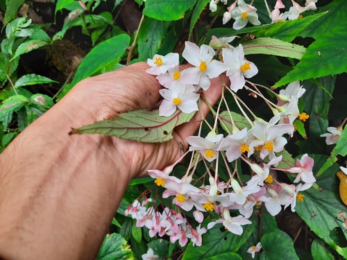 Begonia griffithiana