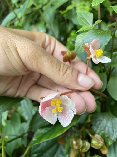 Begonia hatacoa — photo