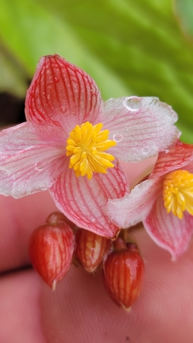Begonia hatacoa — photo