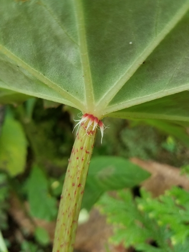 Begonia heracleifolia (Star begonia) — photo