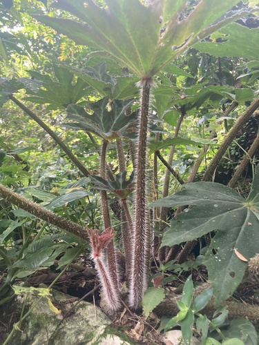 Begonia heracleifolia (Star begonia) — photo