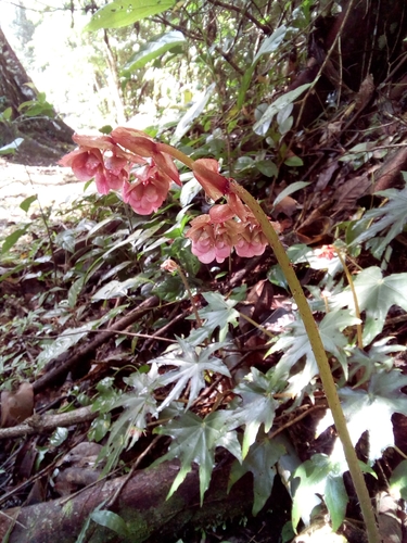 Begonia heracleifolia