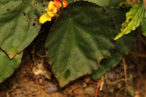 Begonia hirsutula — photo