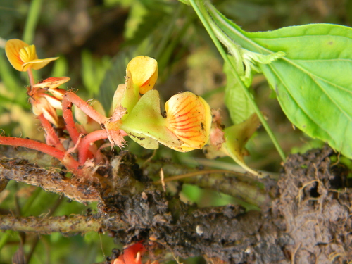 Begonia hirsutula — photo