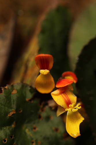 Begonia hirsutula