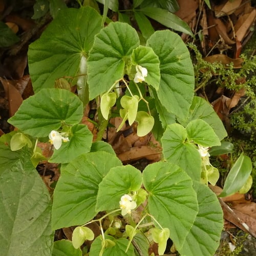 Begonia hirtella (Hirtella begonia) — photo