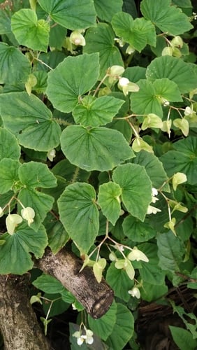 Begonia hirtella (Hirtella begonia) — photo