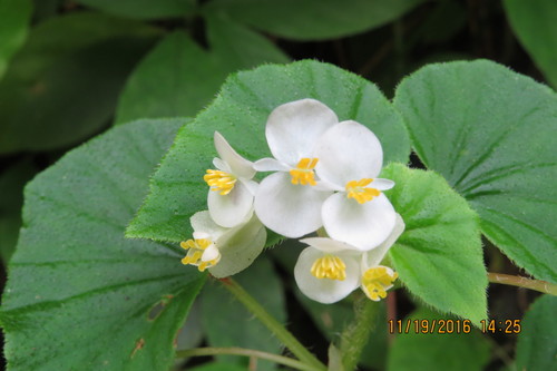 Begonia hirtella