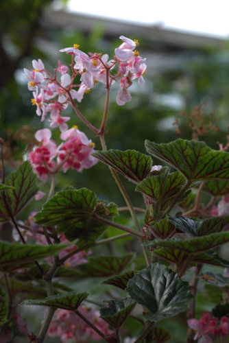 Begonia incarnata (Metallic begonia) — photo