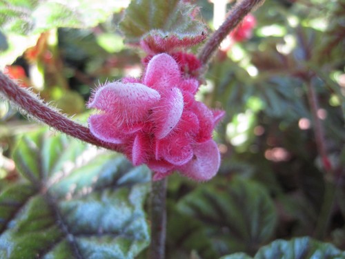 Begonia incarnata (Metallic begonia) — photo