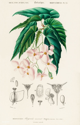 Begonia incarnata