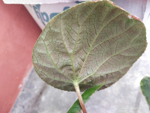 Begonia josephi (Jajew) — photo