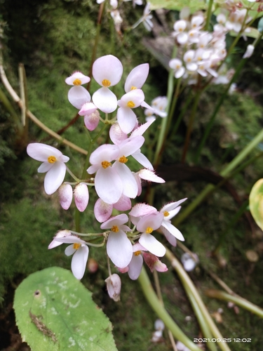 Begonia josephi