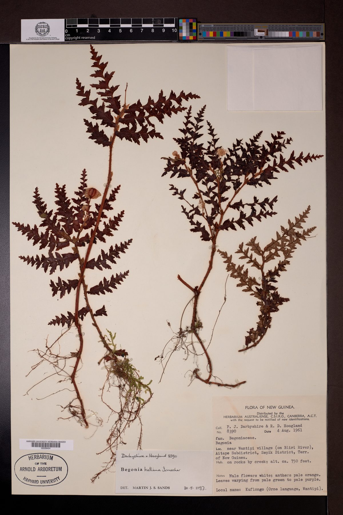 Begonia kelliana — photo
