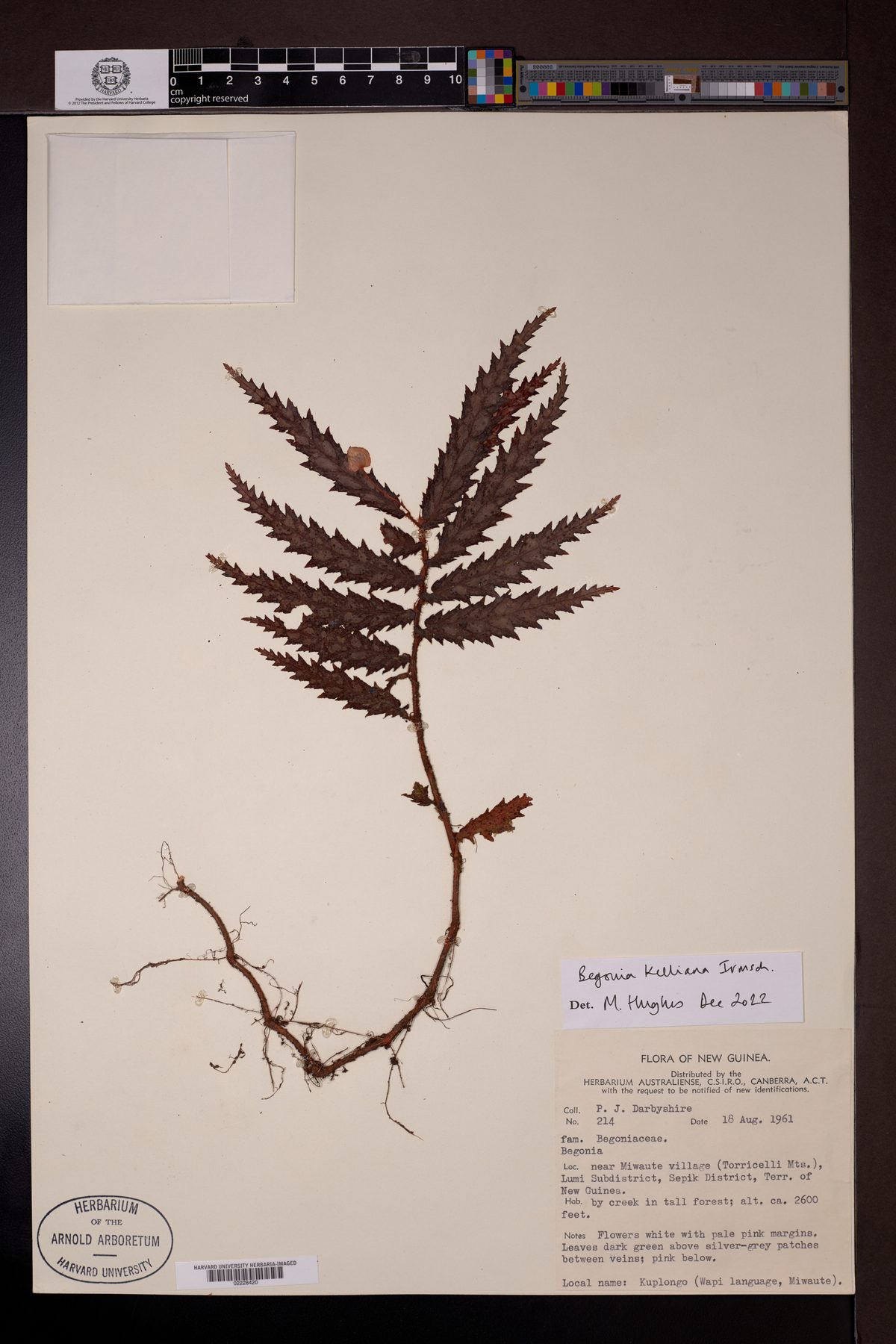 Begonia kelliana — photo