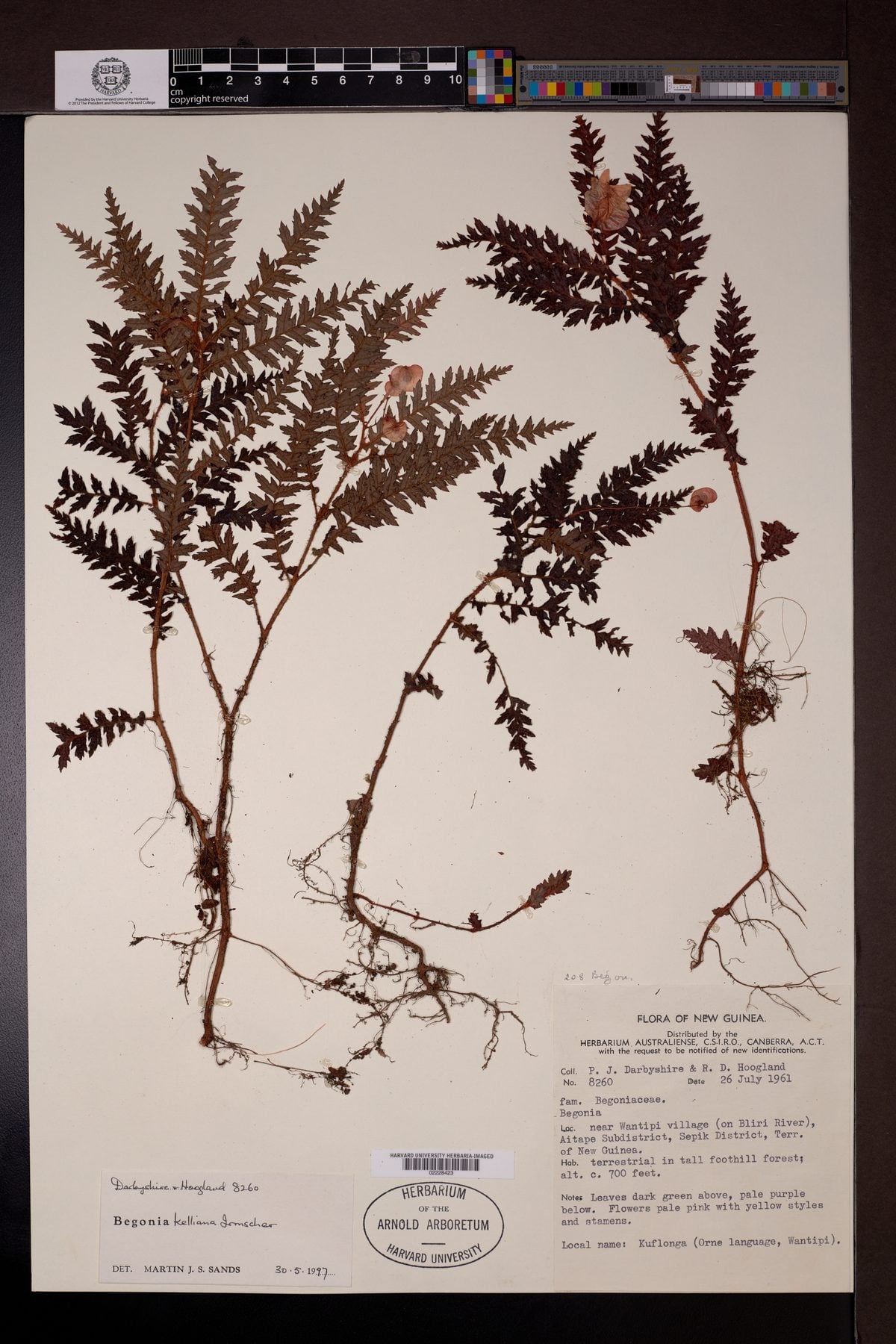 Begonia kelliana