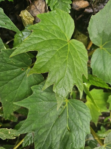 Begonia laciniata