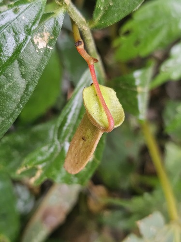 Begonia laciniata — photo