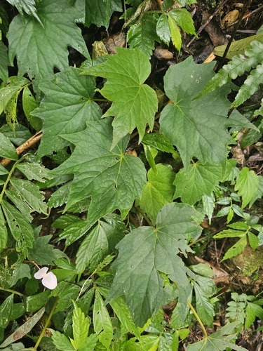 Begonia laciniata — photo