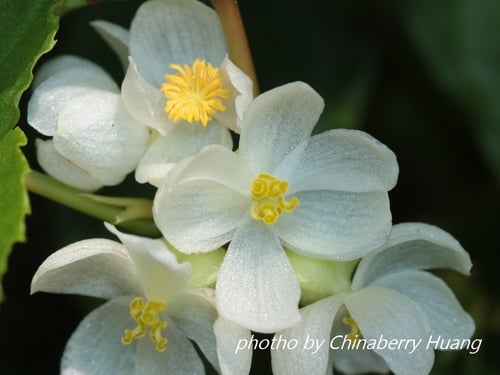Begonia longifolia (Long-leaf begonia) — photo