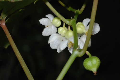 Begonia longifolia (Long-leaf begonia) — photo