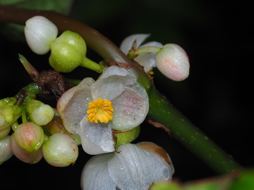 Begonia longifolia